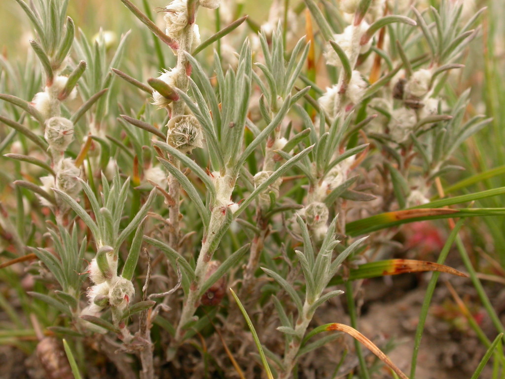 Maireana ciliata (hero image)