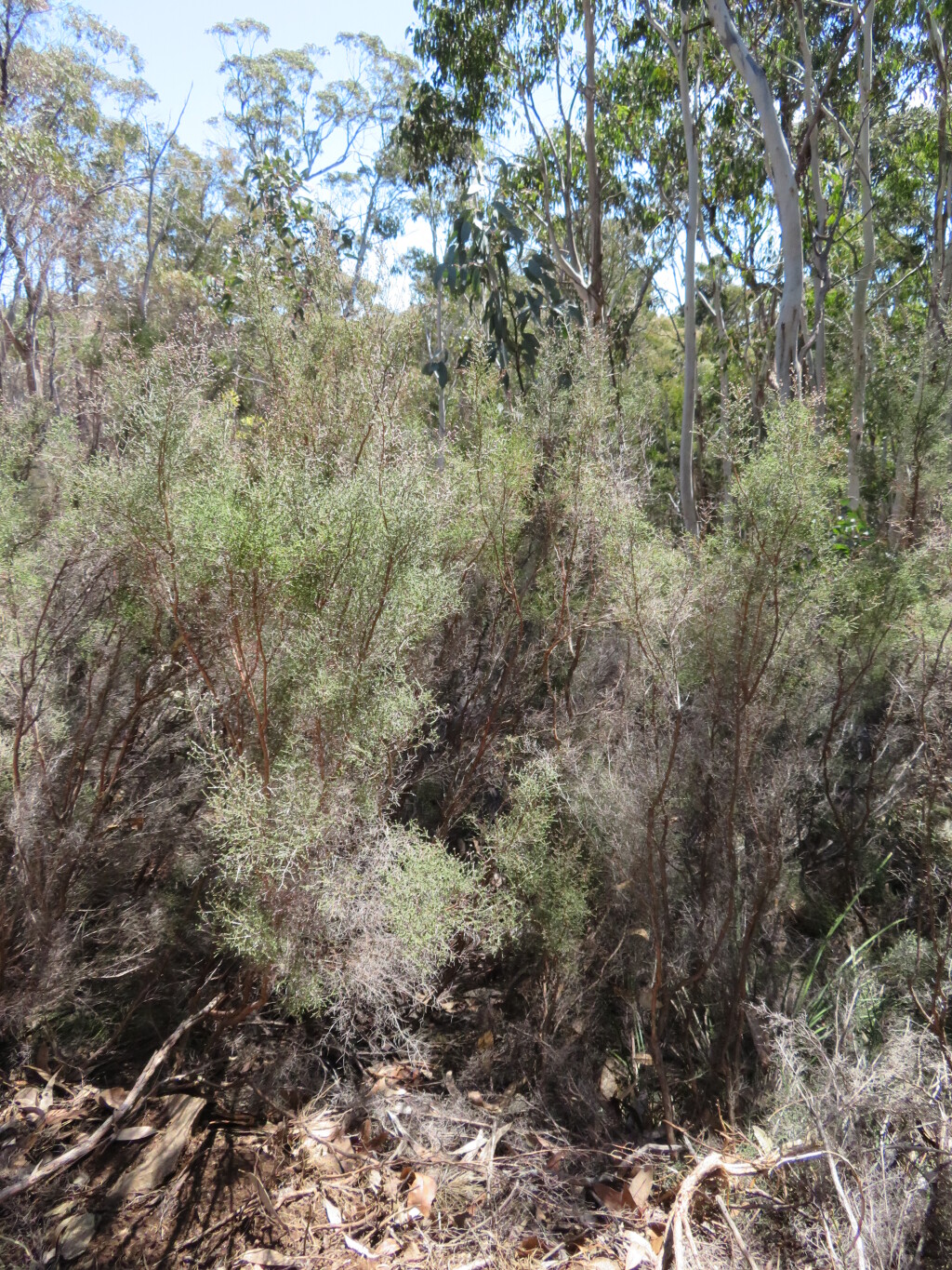 Kunzea parvifolia (hero image)