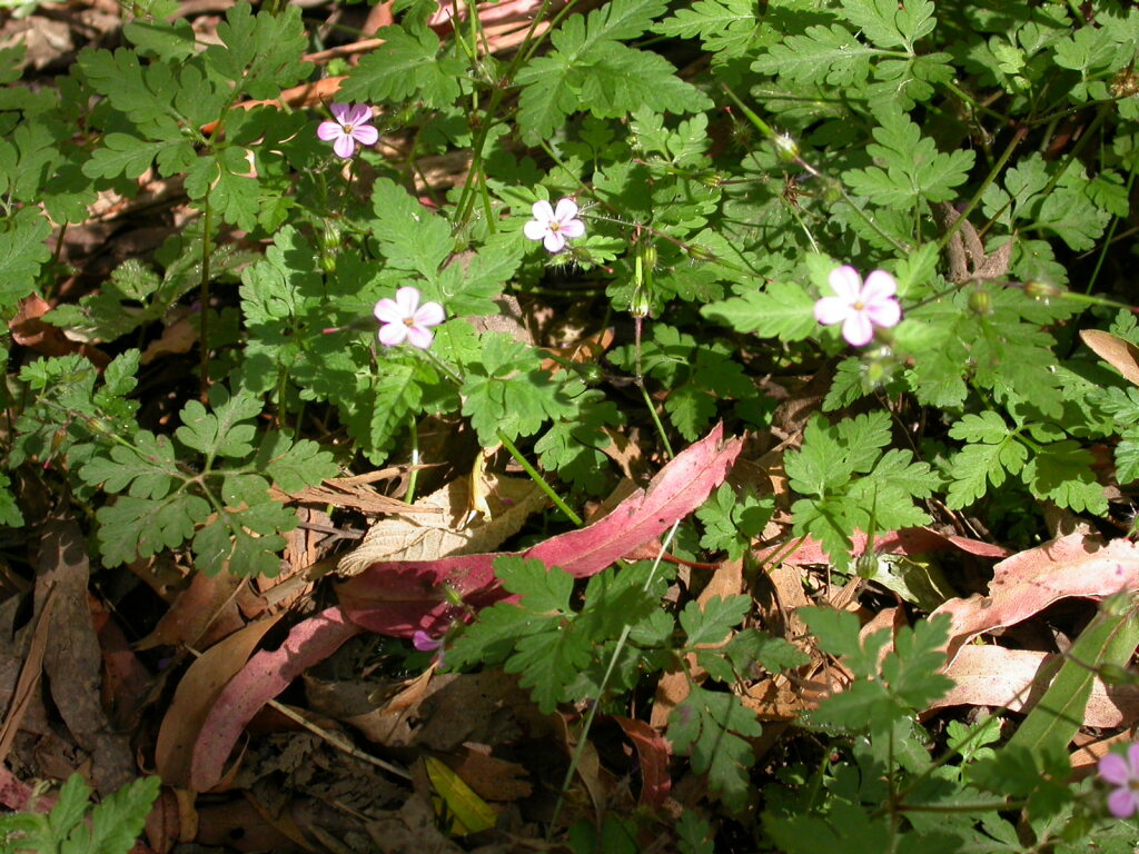 Geranium robertianum (hero image)