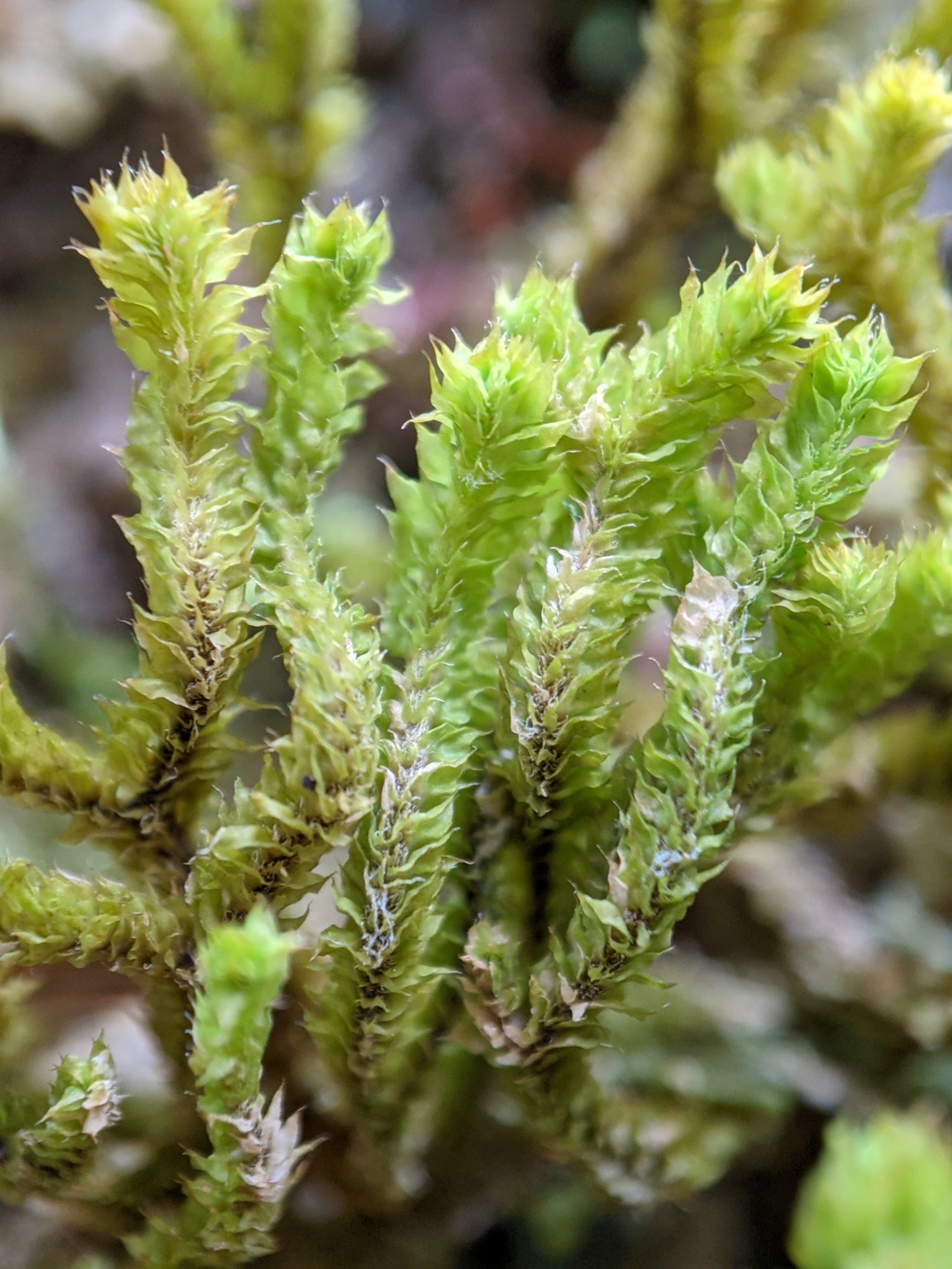 Chandonanthus squarrosus (hero image)