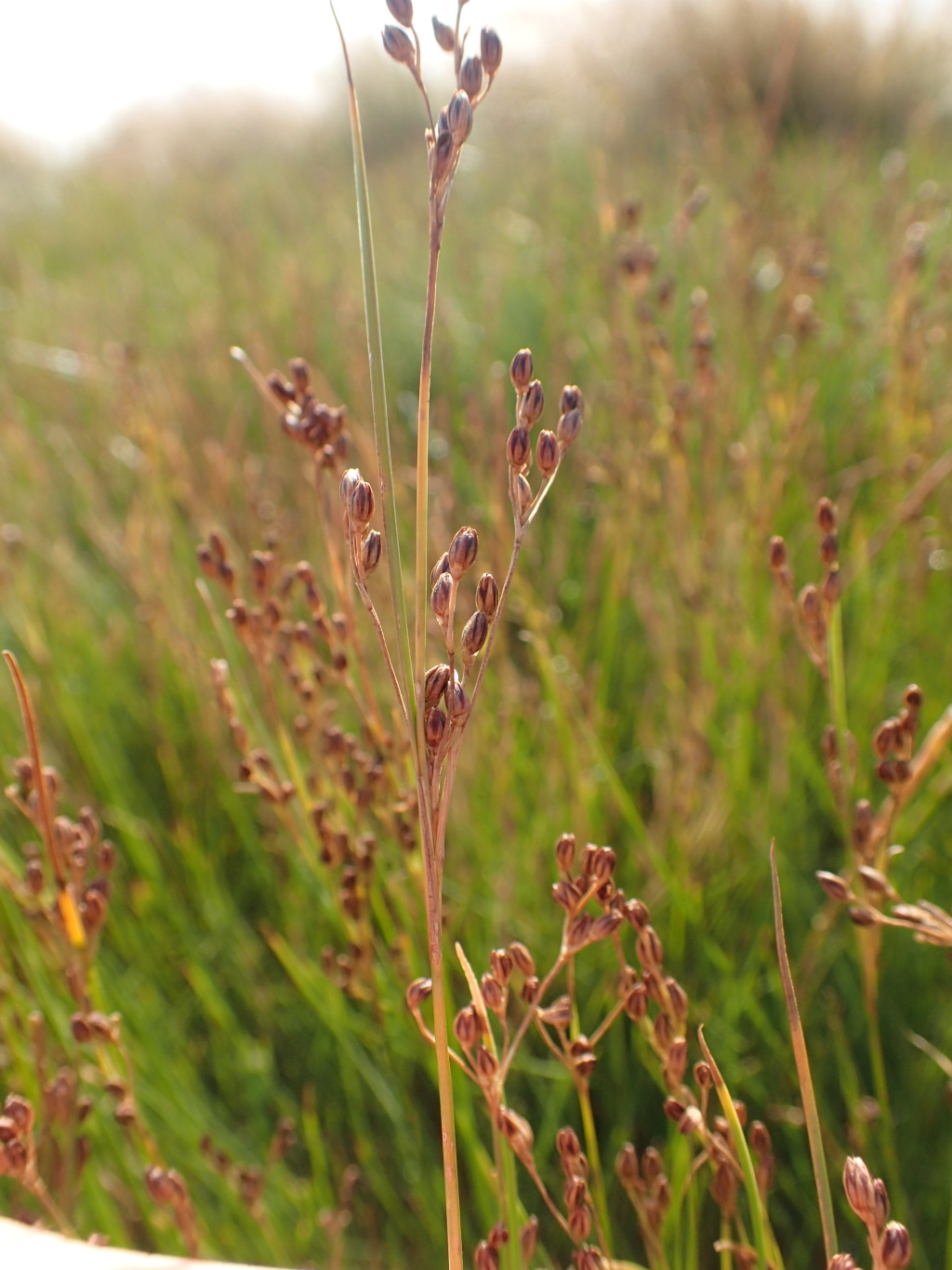 Juncaceae (hero image)