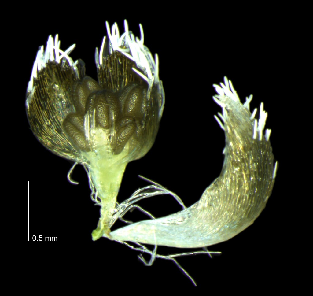 Eriocaulon scariosum (hero image)