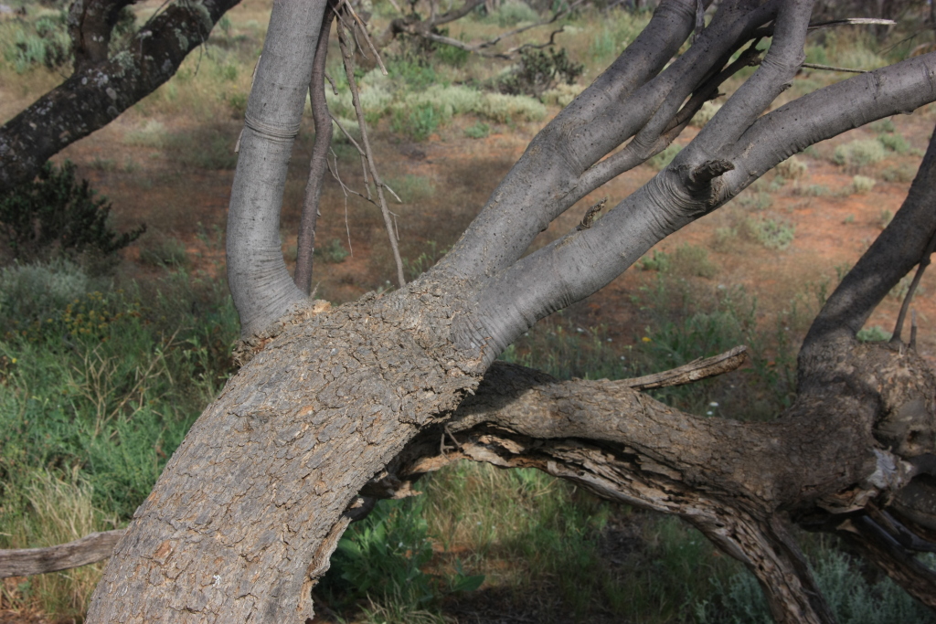 Santalum murrayanum (hero image)