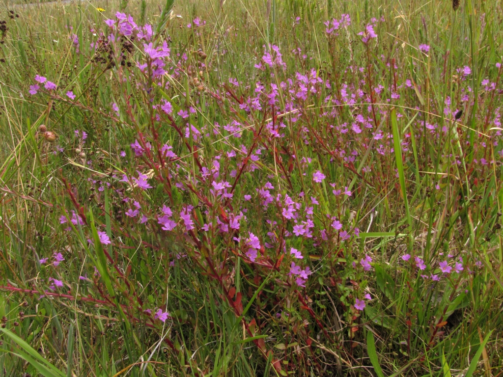 Lythraceae (hero image)