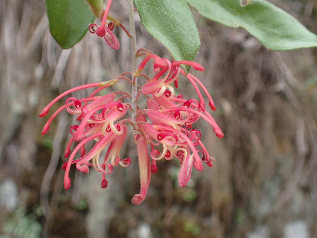 Grevillea miqueliana subsp. miqueliana (hero image)