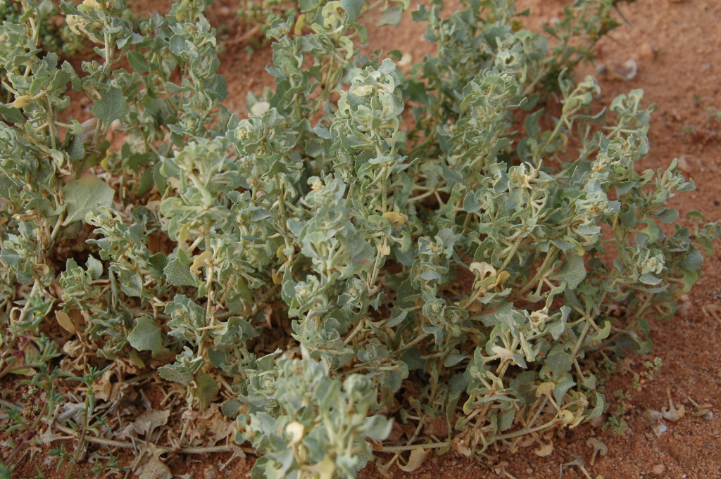 Atriplex angulata (hero image)