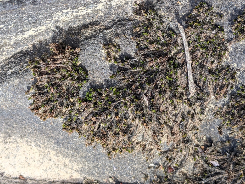 Tridontium tasmanicum (hero image)