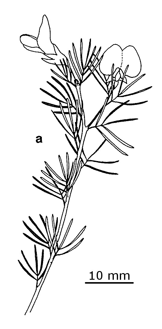 Gompholobium glabratum (hero image)