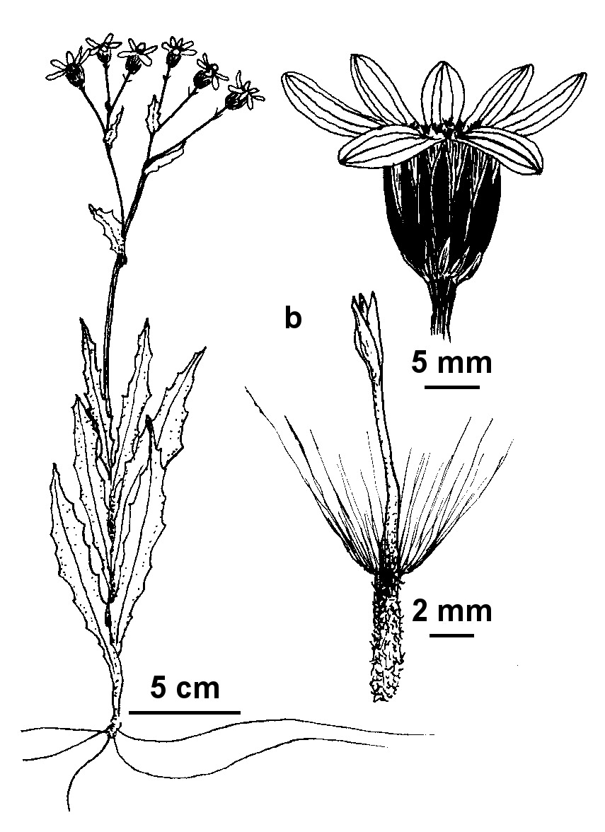 Lordhowea pilosicrista (hero image)