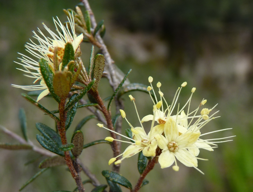 Phebalium squamulosum (hero image)