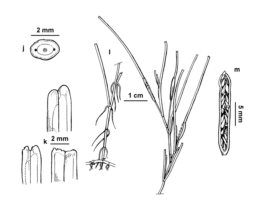 Zostera muelleri (hero image)