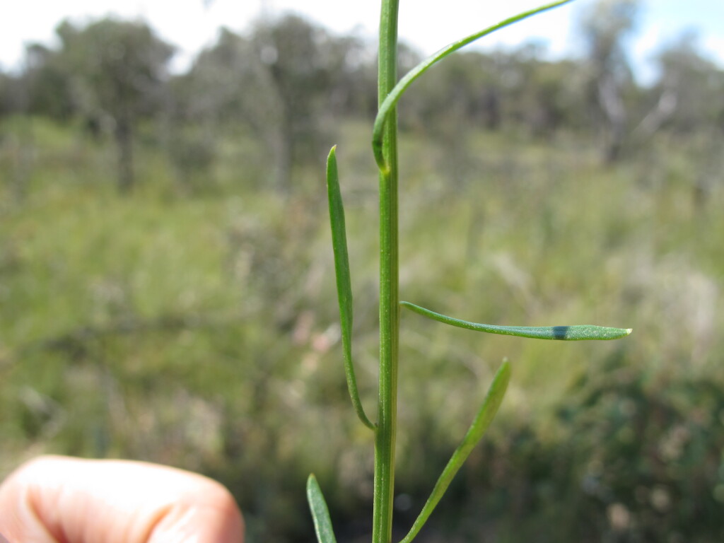 Stackhousia viminea (hero image)