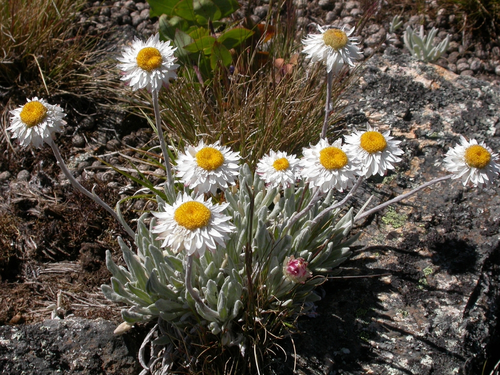 Leucochrysum (hero image)