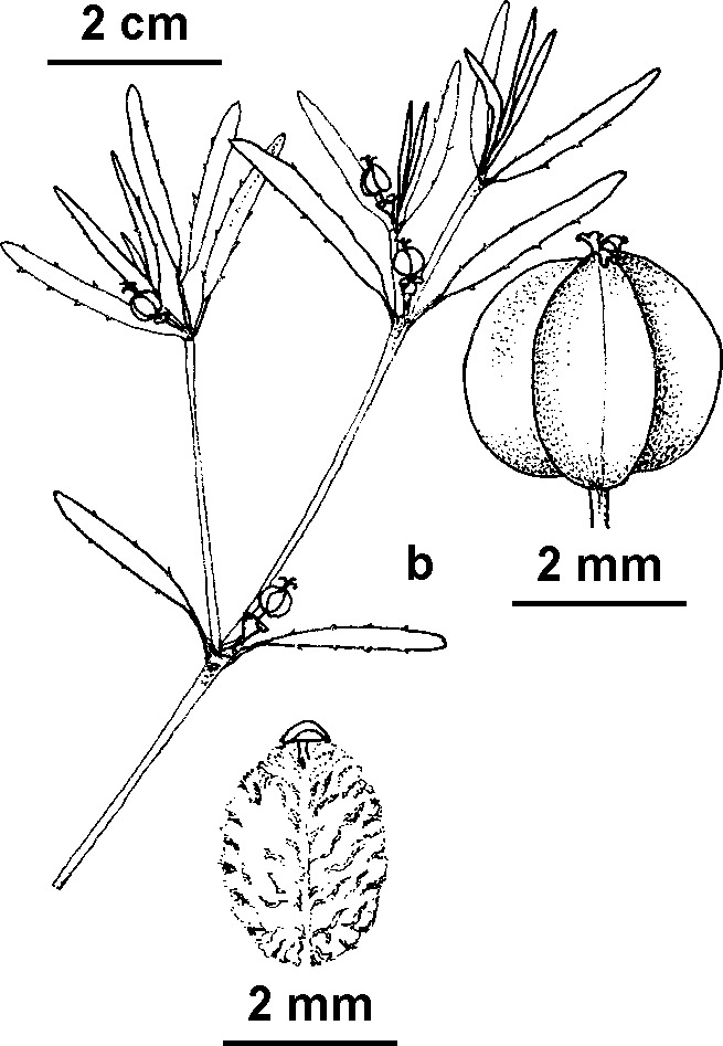 Euphorbia planitiicola (hero image)