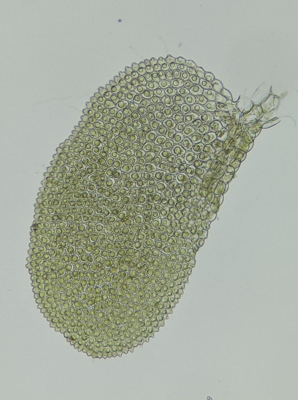 Siphonolejeunea (hero image)