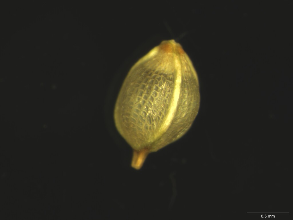 Schoenus apogon (hero image)