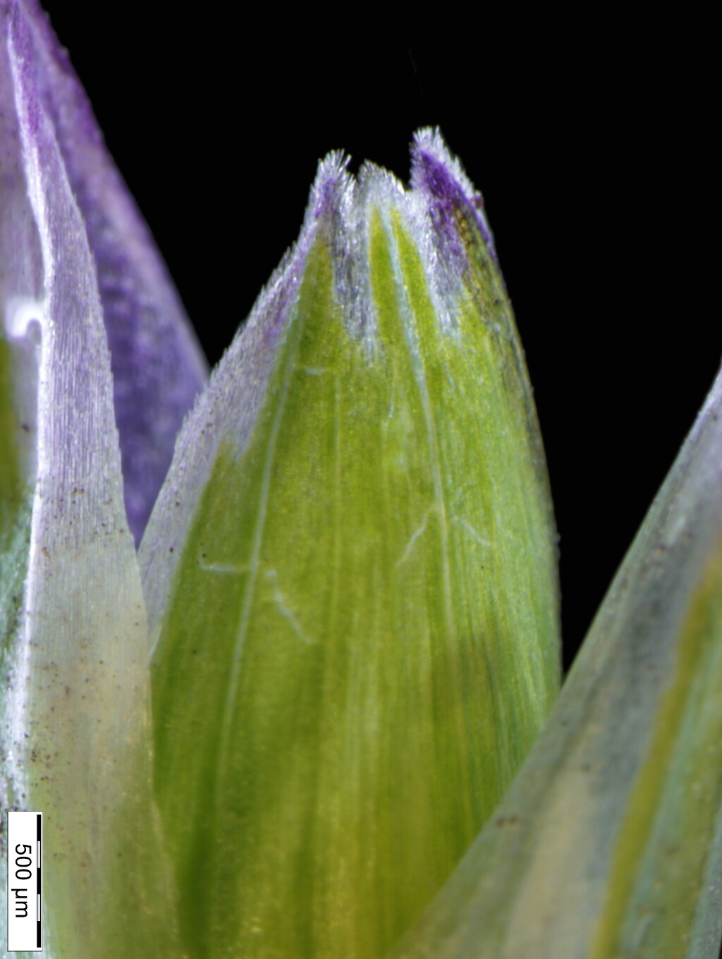 Danthonia decumbens (hero image)