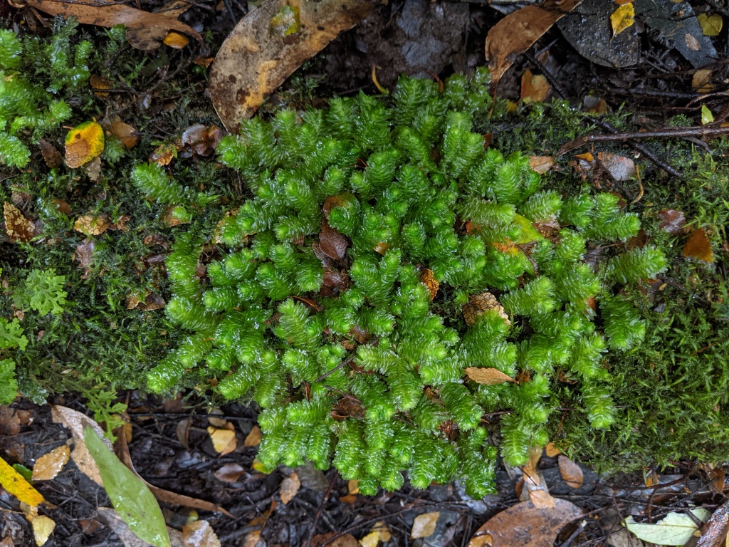 Schistochilaceae (hero image)
