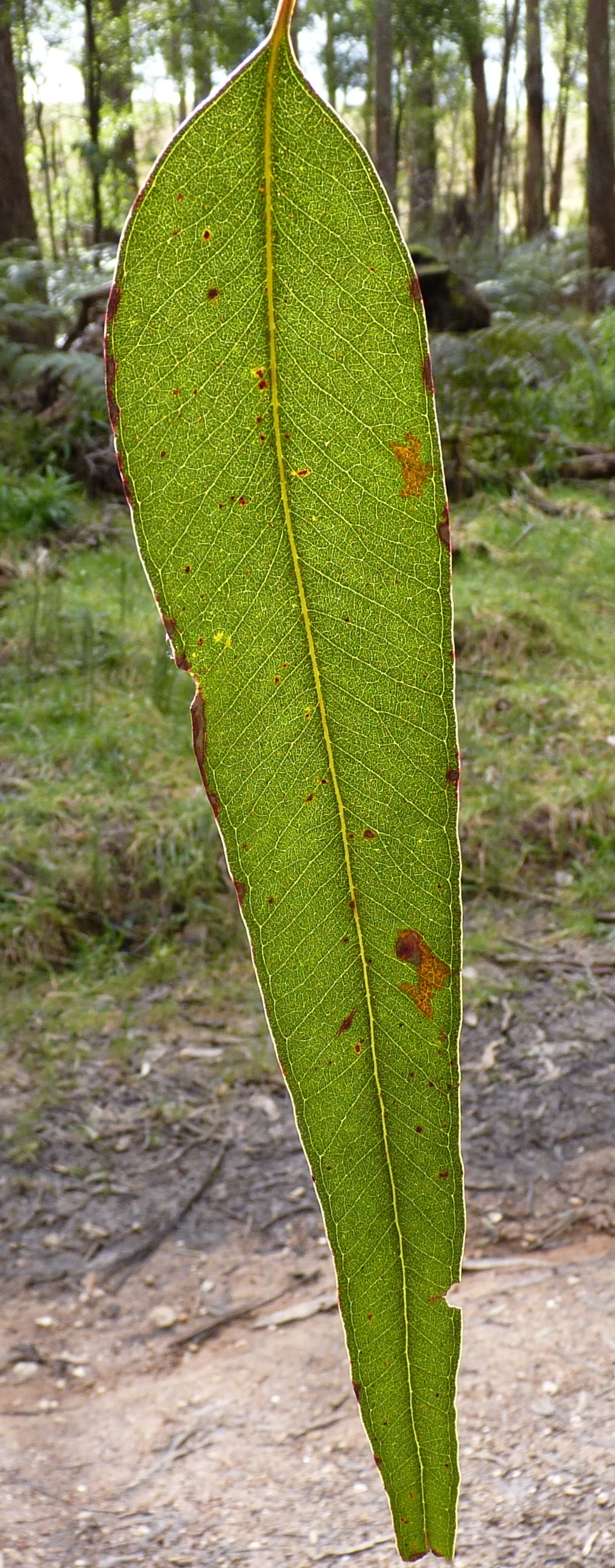 Eucalyptus globulus subsp. bicostata (hero image)