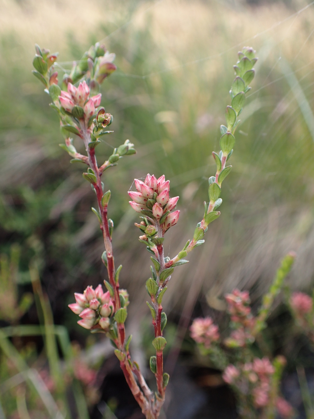 Epacris celata (hero image)