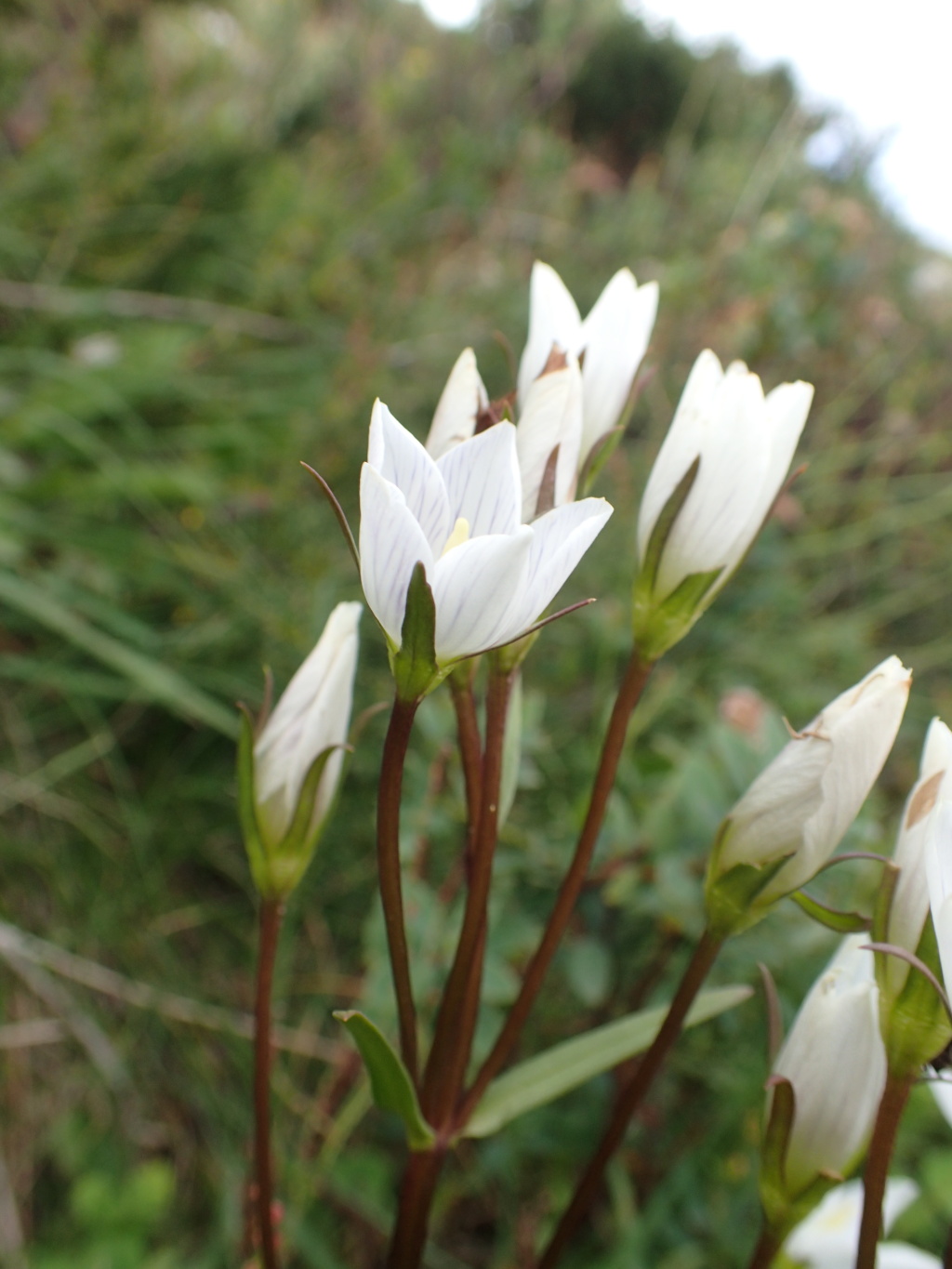 Gentianella cunninghamii subsp. cunninghamii (hero image)