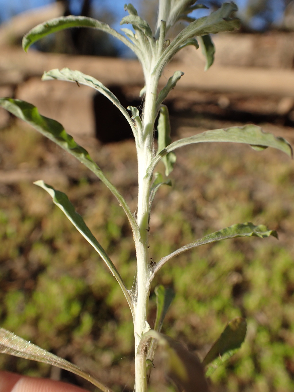 Gnaphalium polycaulon (hero image)