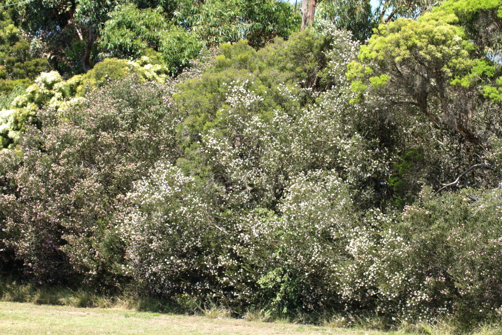 Melaleuca nesophila (hero image)