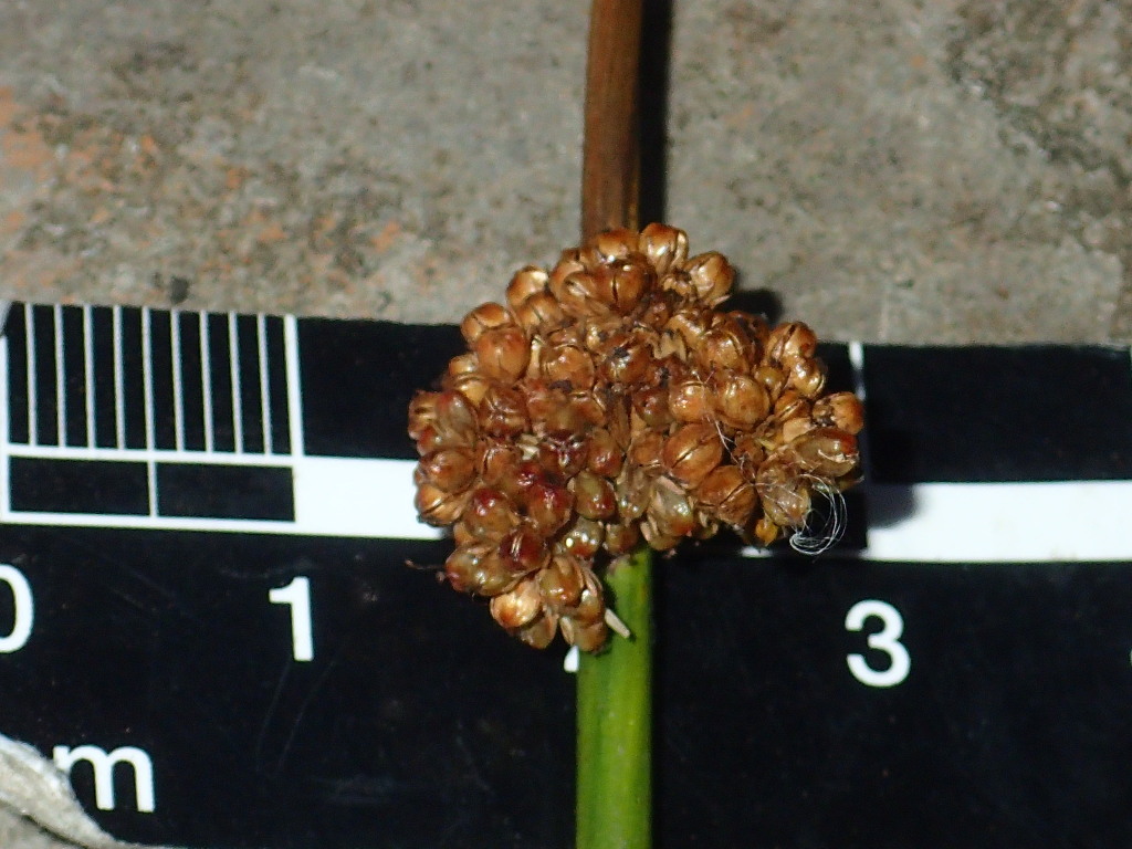 Juncus alexandri subsp. alexandri (hero image)
