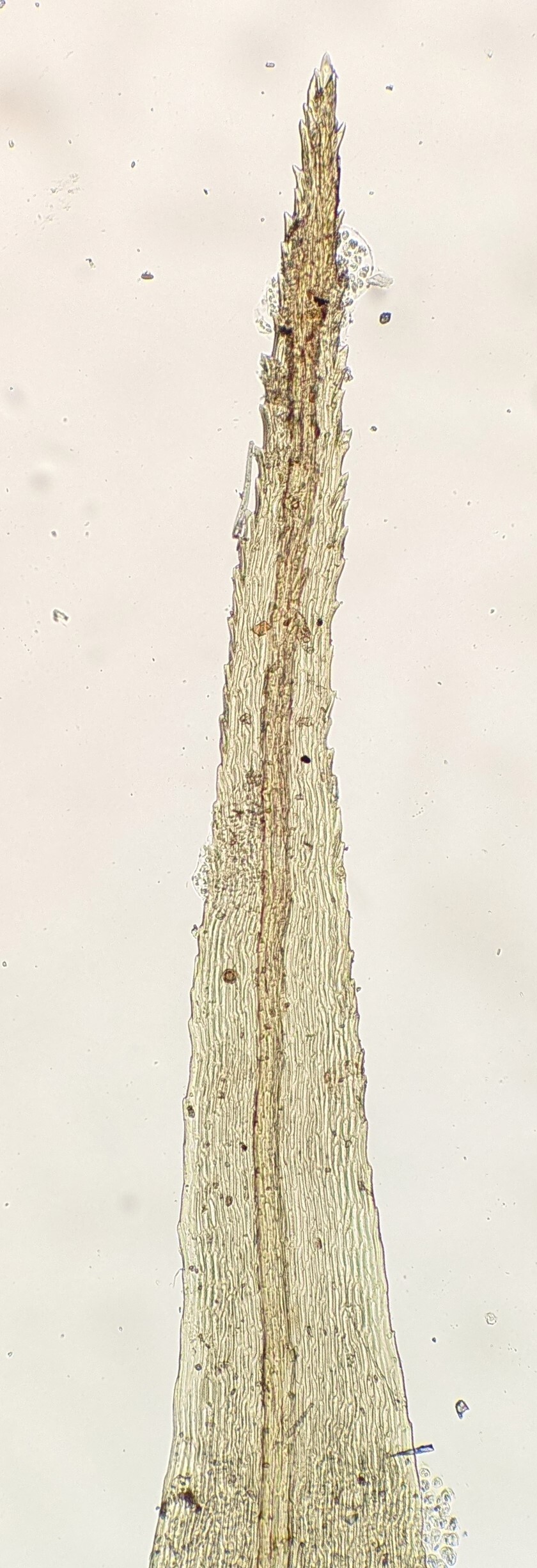 Dicranoloma billarderii (hero image)