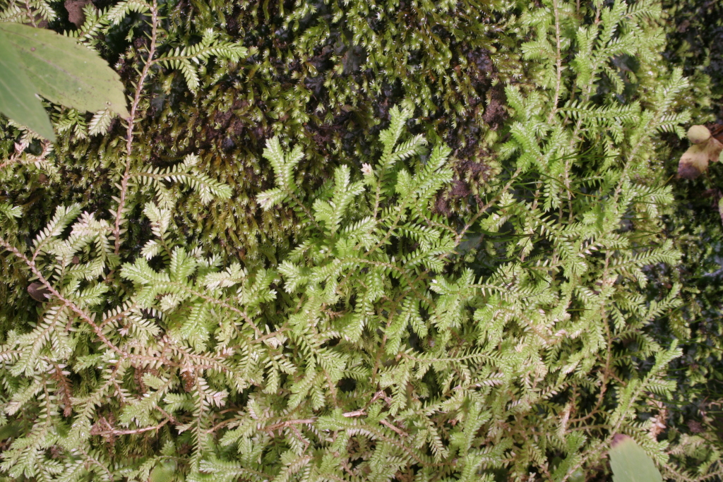Selaginellaceae (hero image)