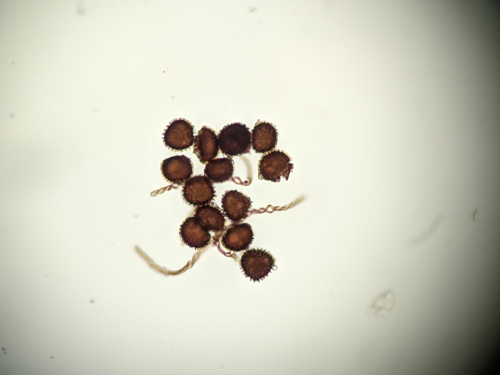 Fossombroniaceae (hero image)