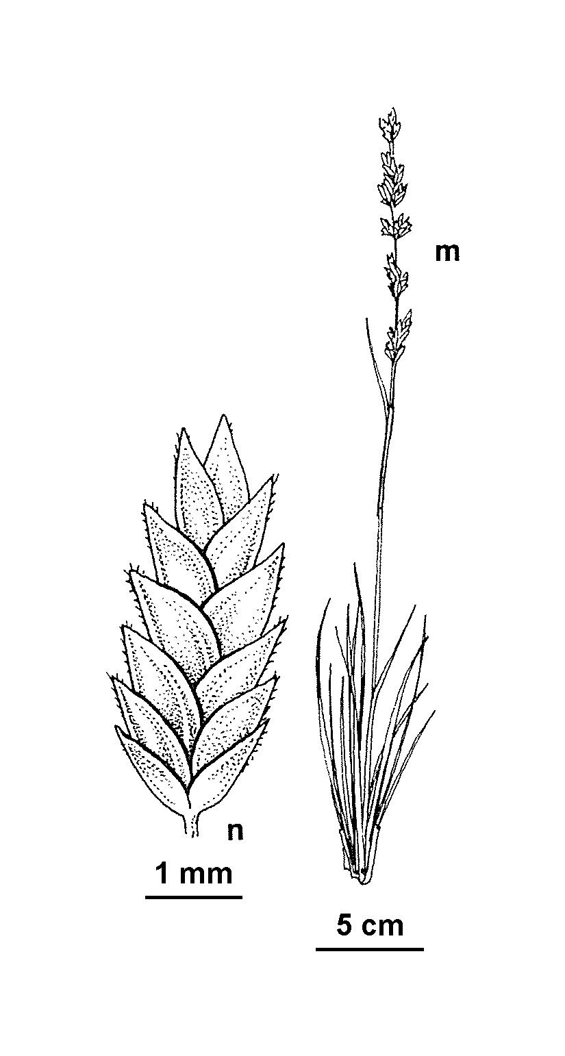 Eragrostis elongata (hero image)