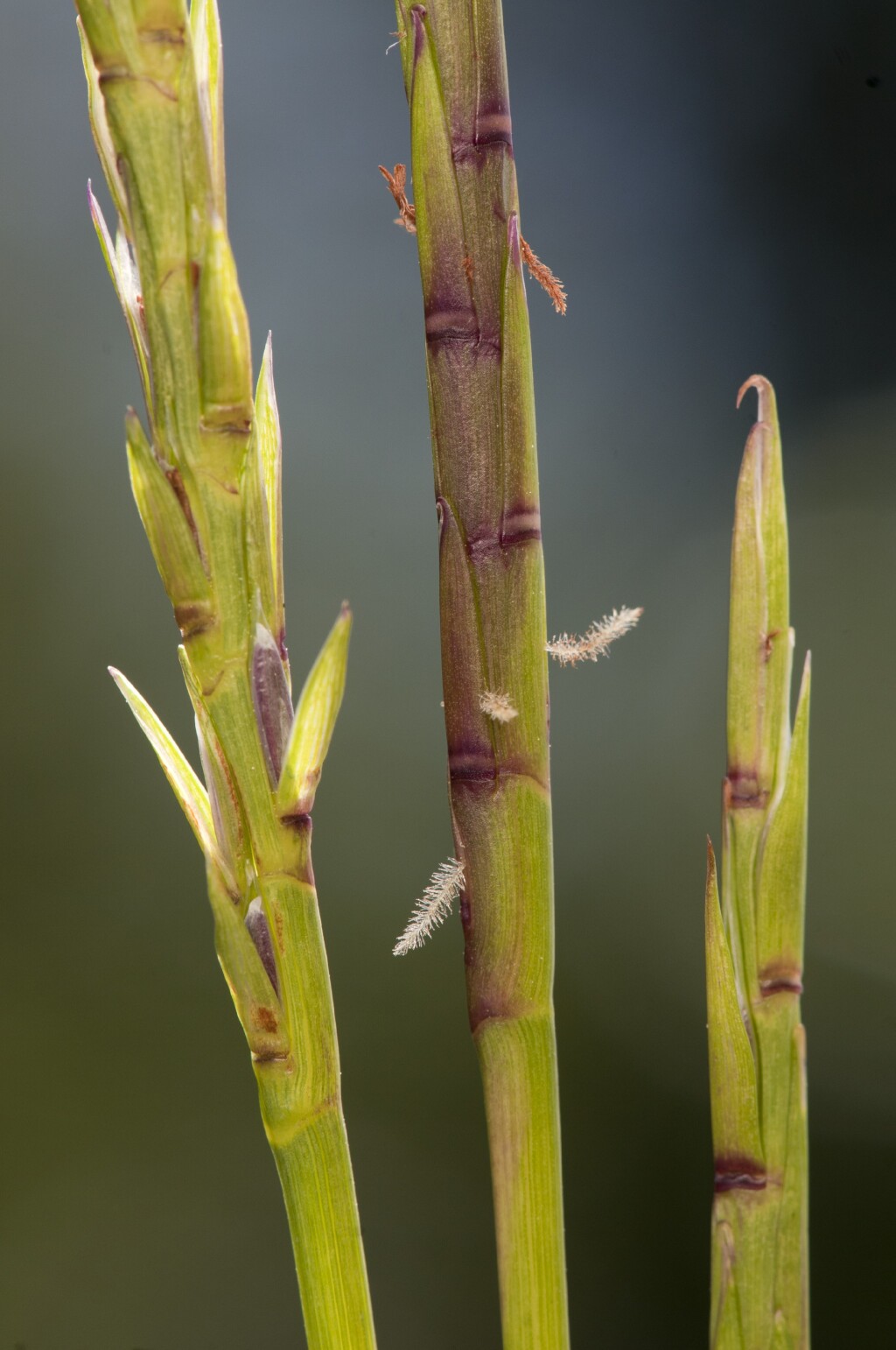 Hemarthria uncinata (hero image)