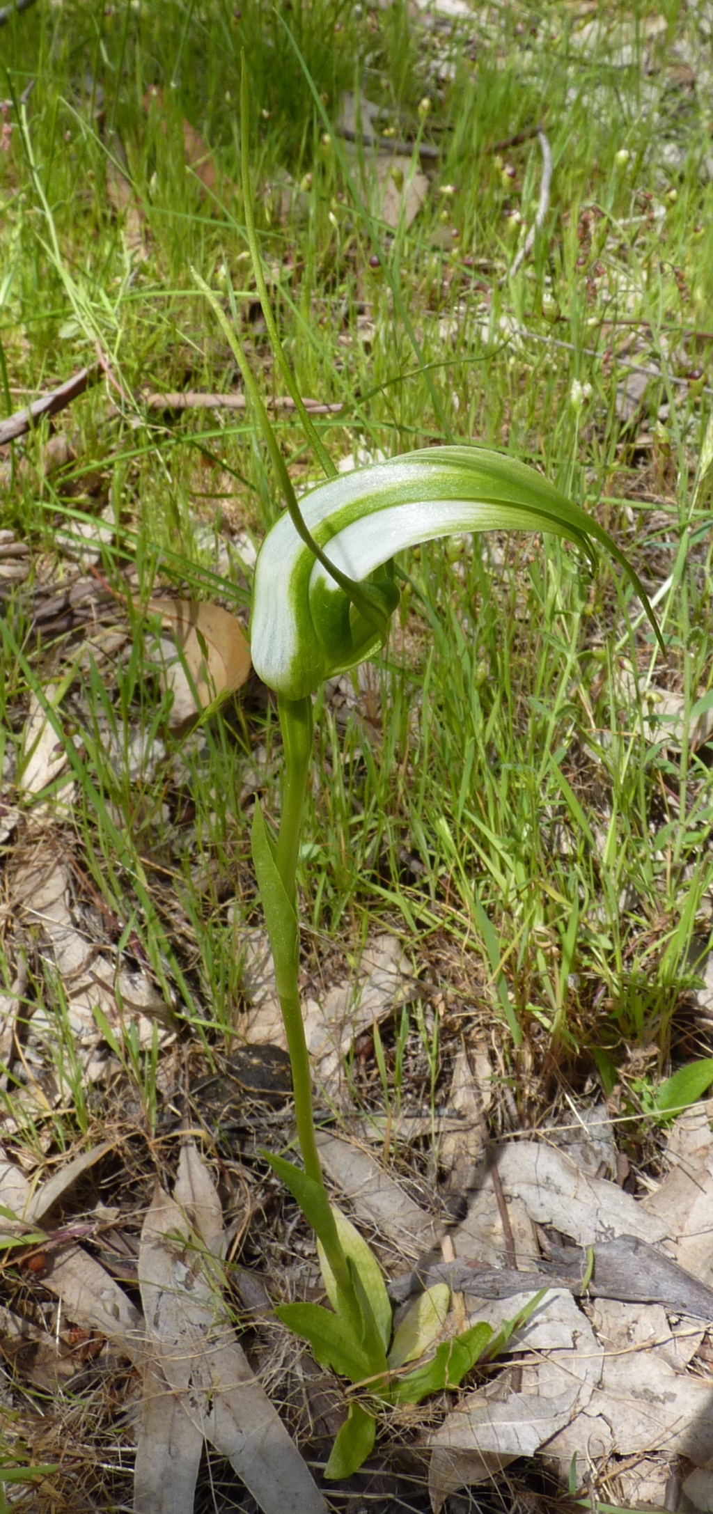 Pterostylis falcata (hero image)