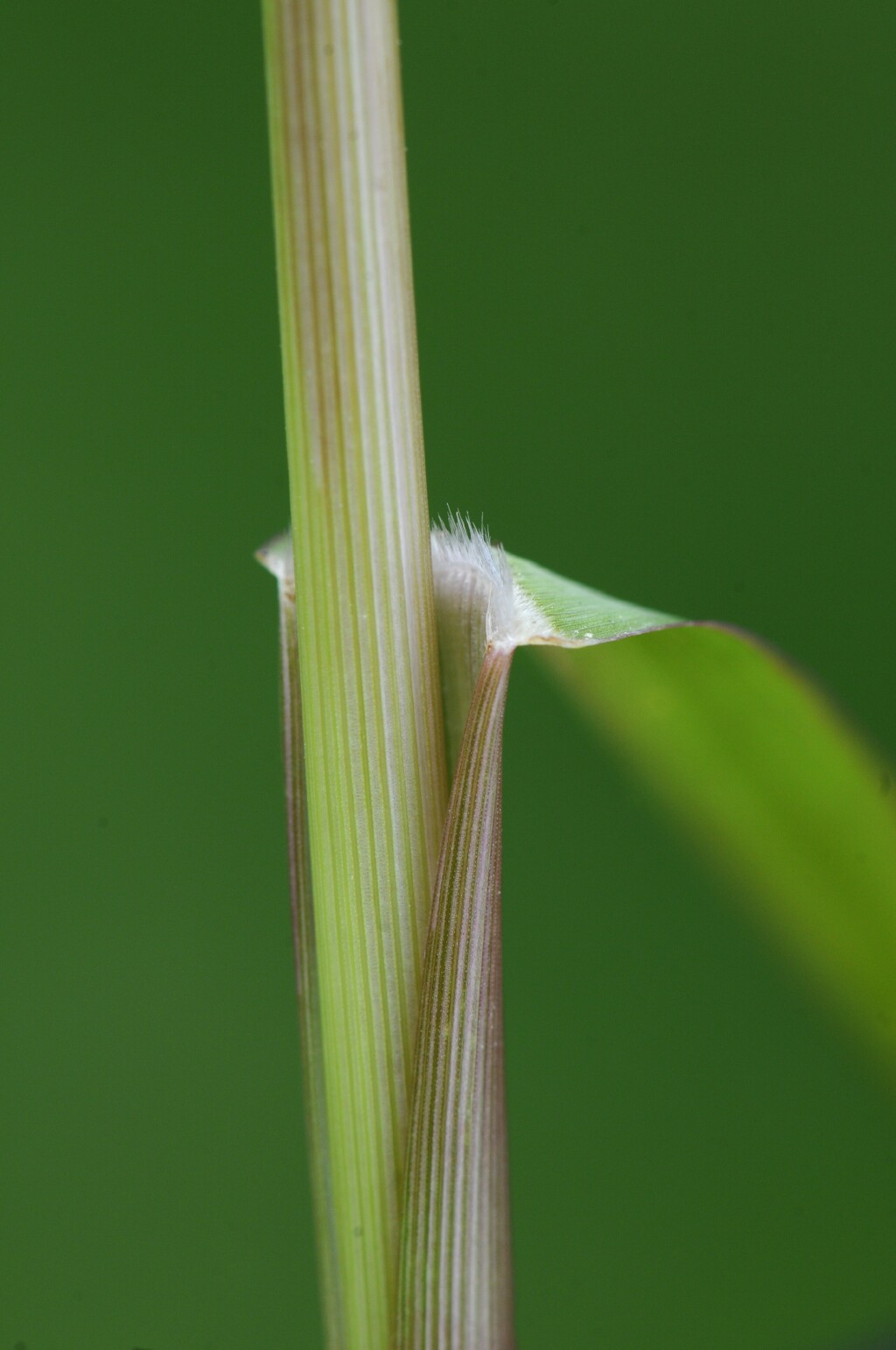 Panicum (hero image)