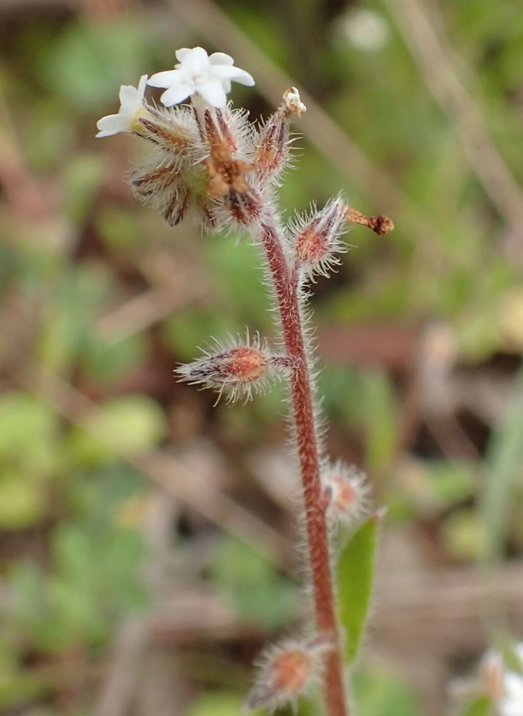 Myosotis australis (hero image)