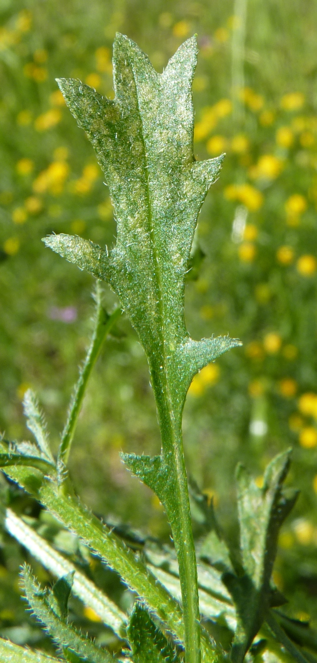 Calotis lappulacea (hero image)