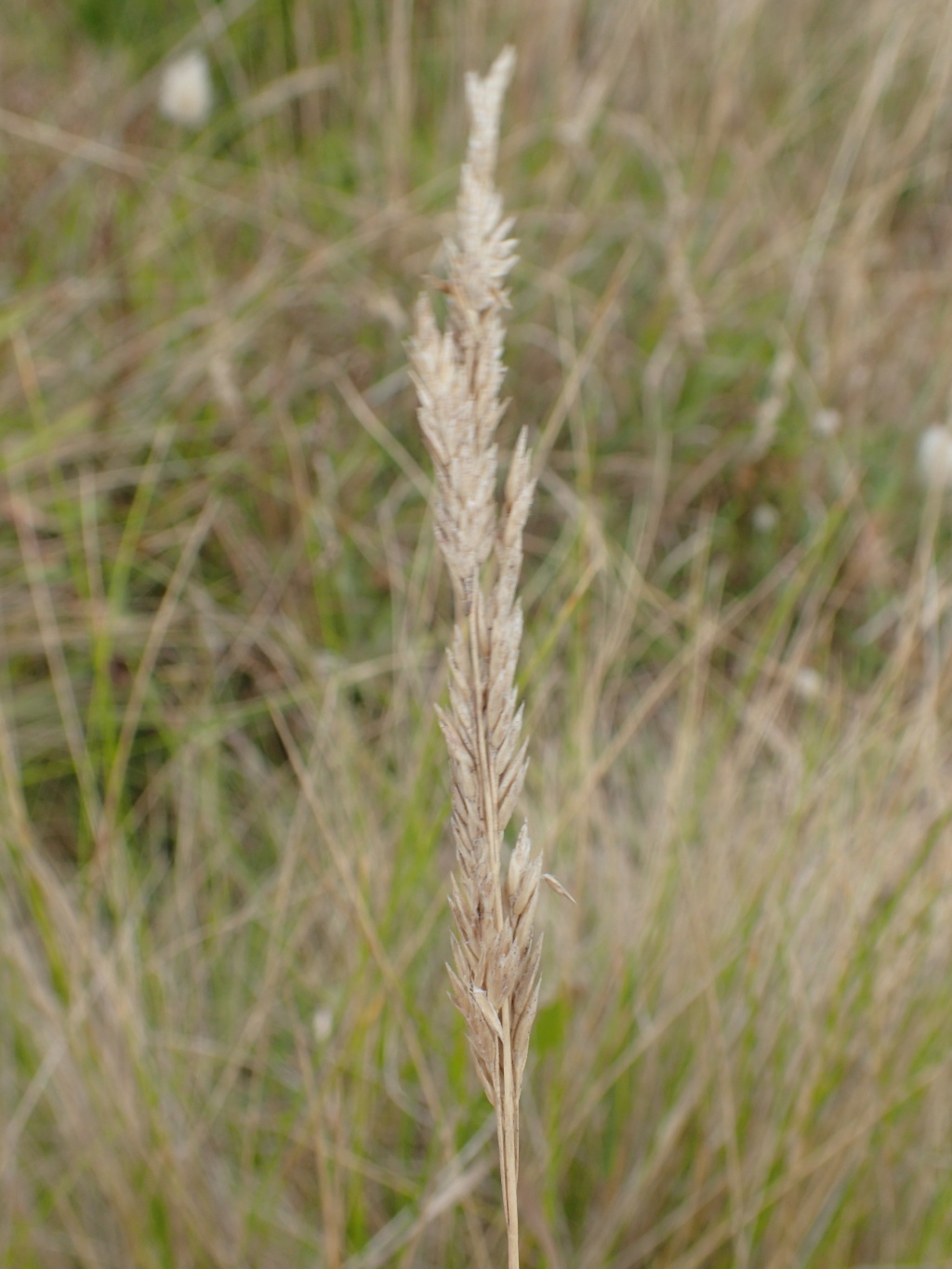 Poa halmaturina (hero image)