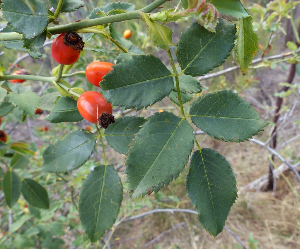 Rosa rubiginosa (hero image)