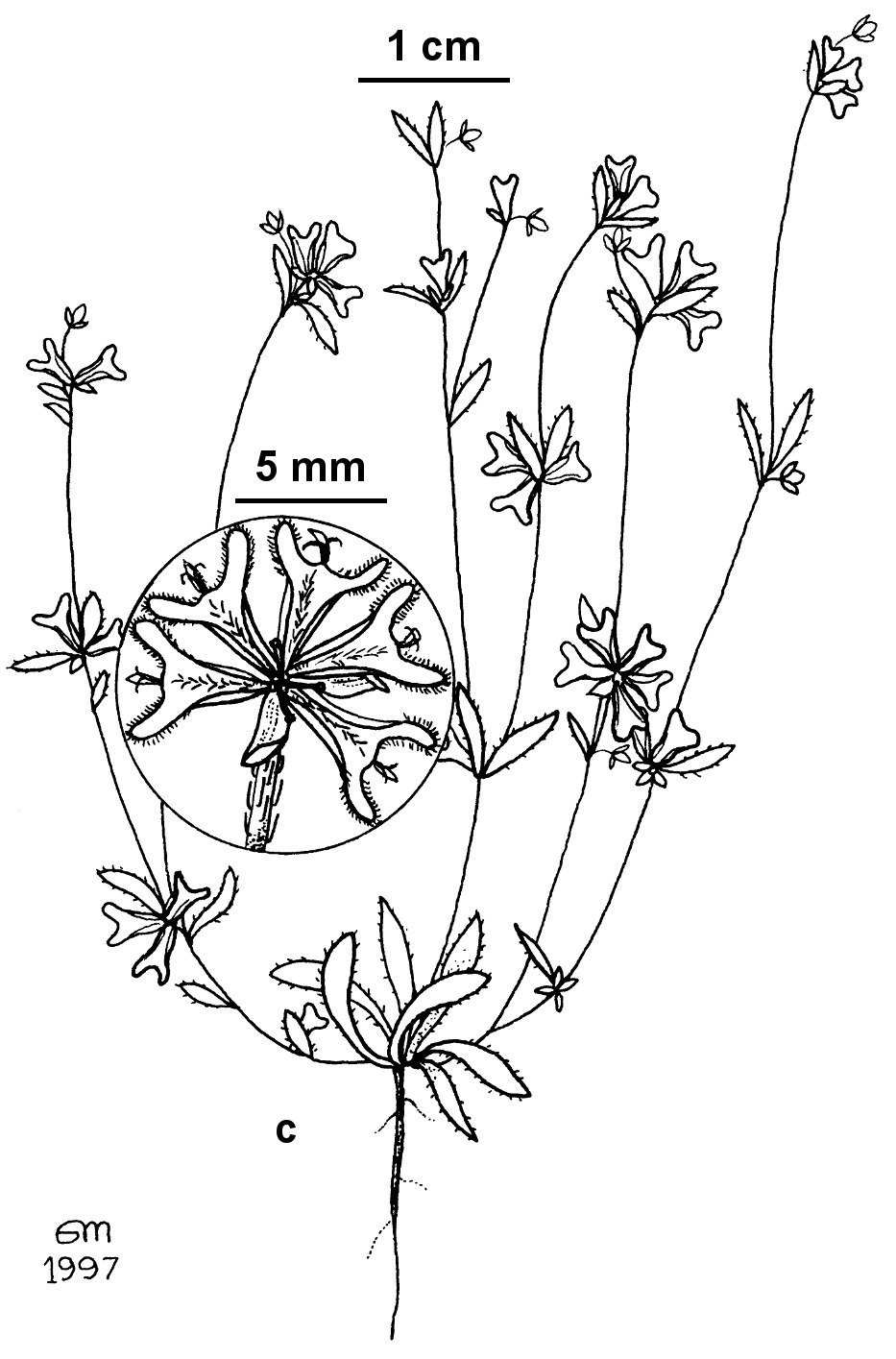 Ceratogyne obionoides (hero image)