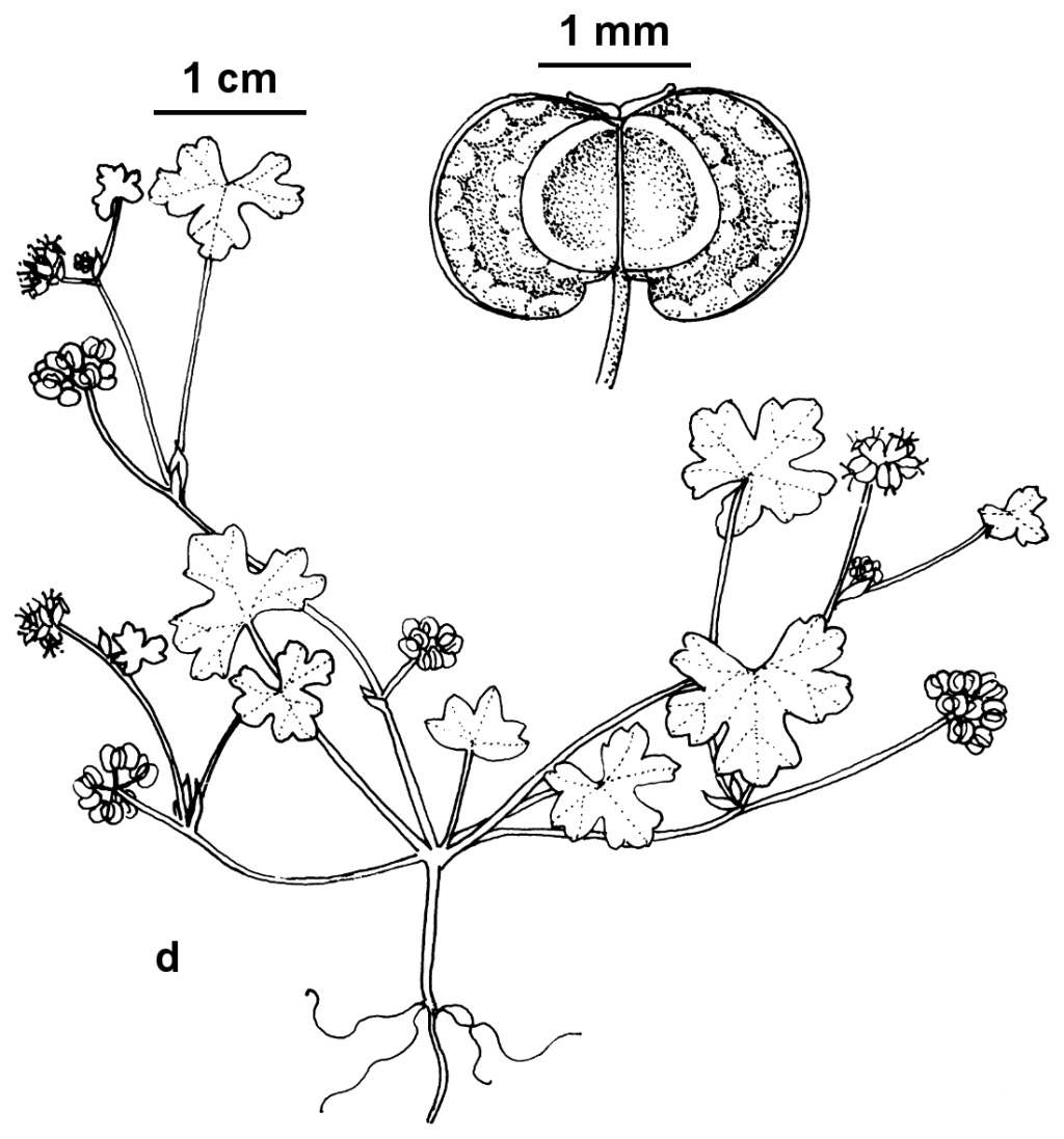 Hydrocotyle pilifera (hero image)