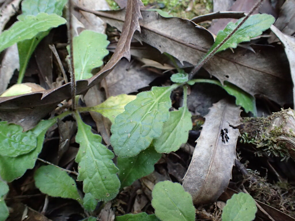 Lagenophora stipitata (hero image)