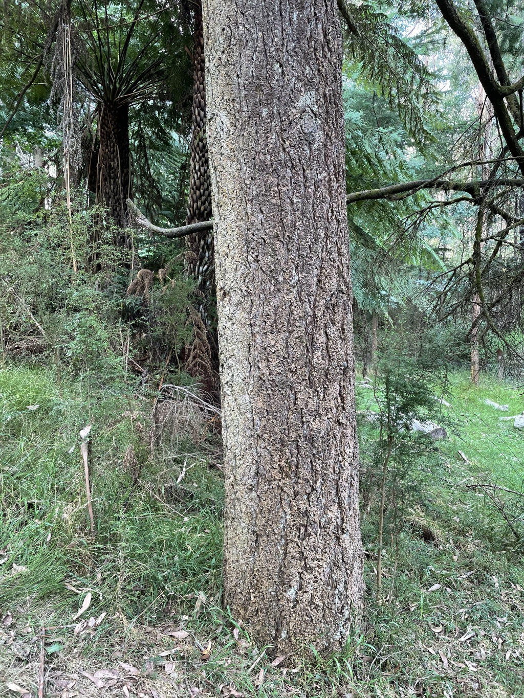 Pseudotsuga (hero image)