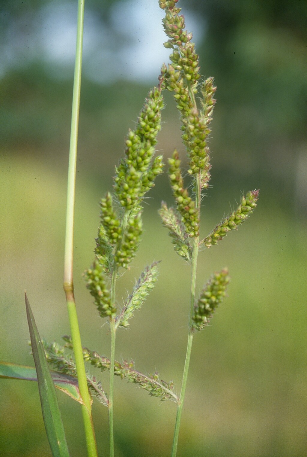 Echinochloa crus-galli (hero image)