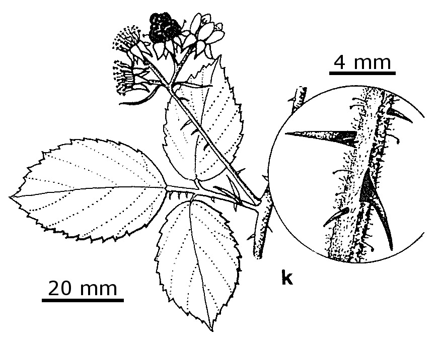 Rubus cissburiensis (hero image)