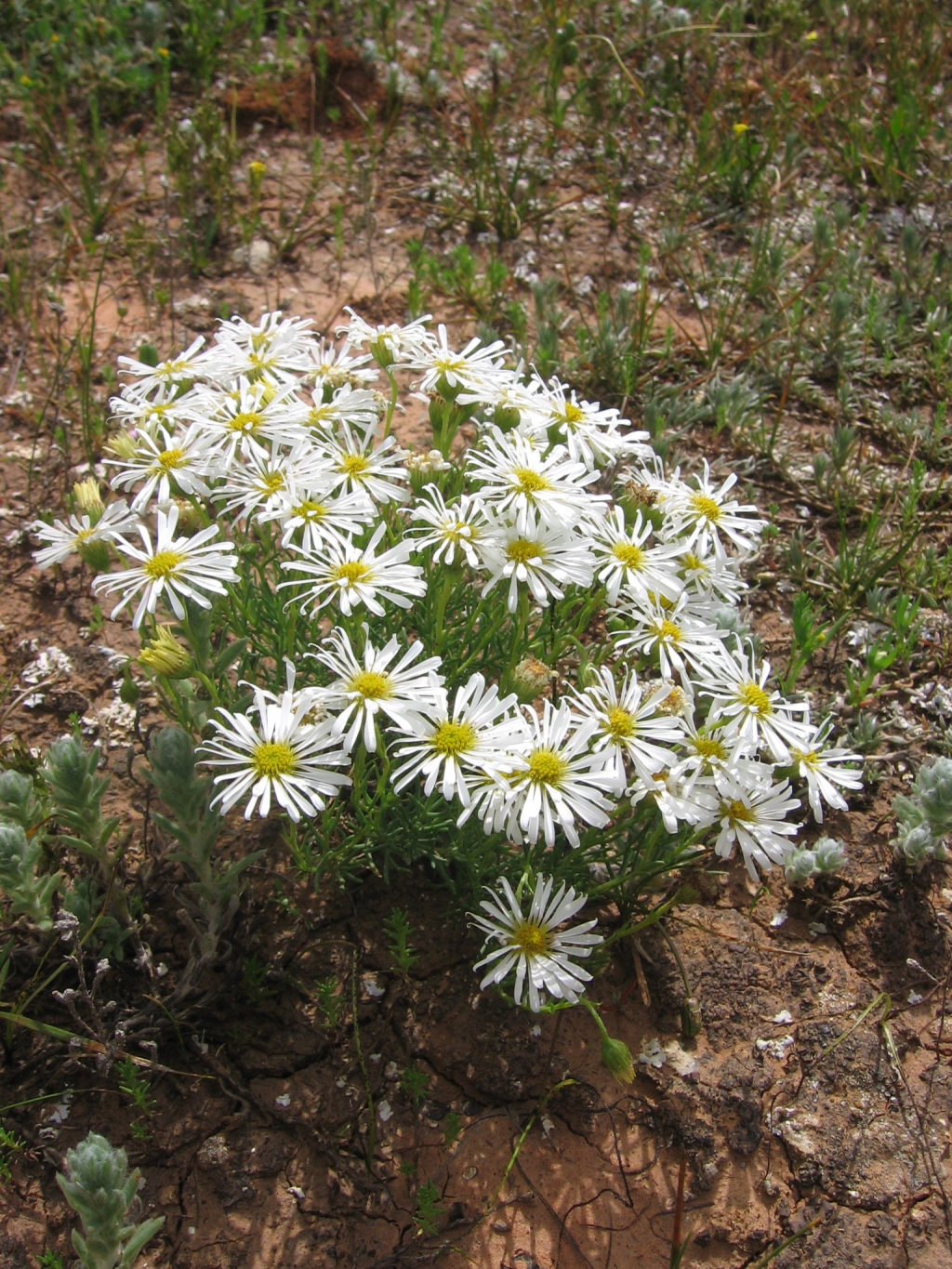 Minuria leptophylla (hero image)