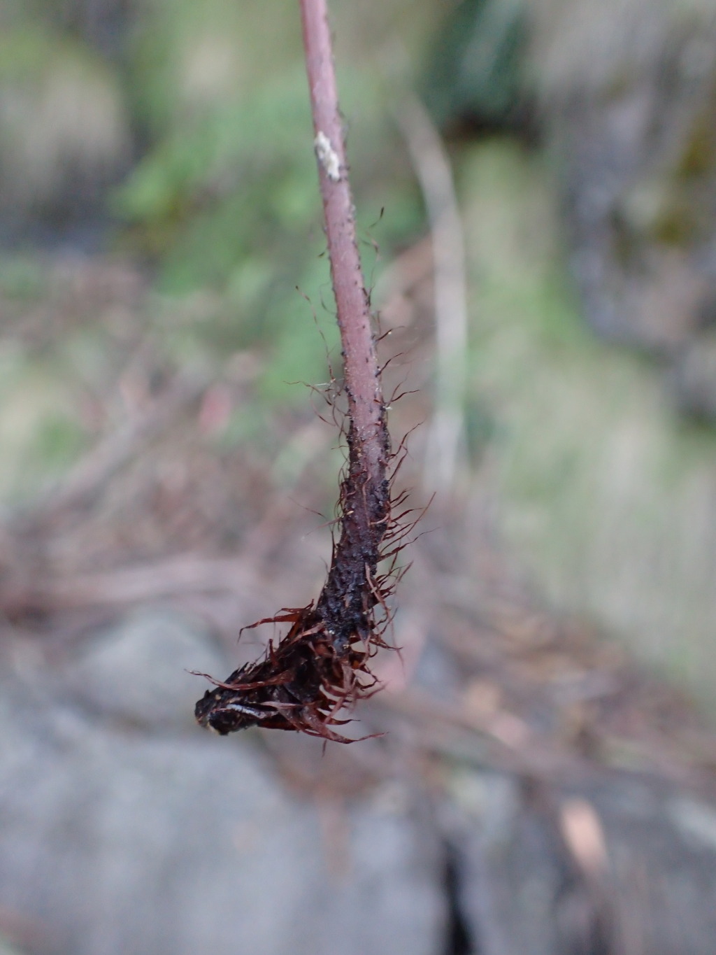Blechnum deltoides (hero image)