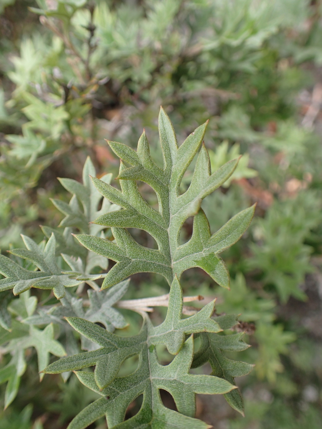 Grevillea pachylostyla (hero image)