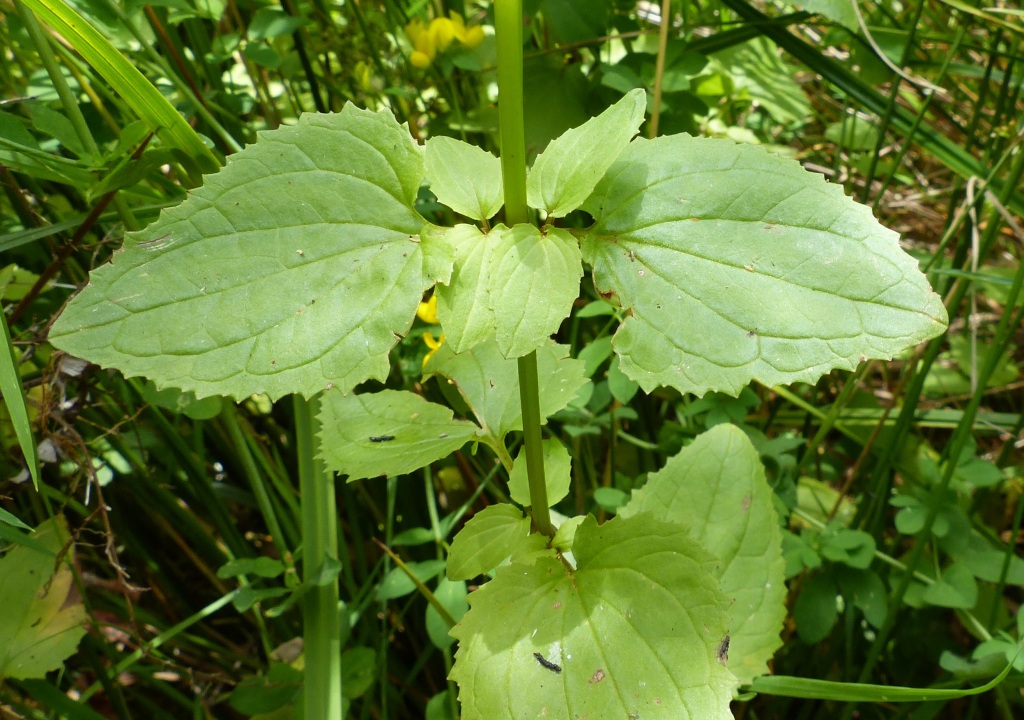 Erythranthe guttata (hero image)