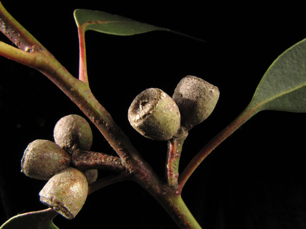 Eucalyptus litoralis (hero image)